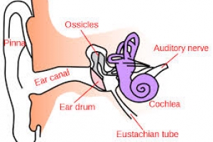 Ear Pressure after Rhinoplasty
